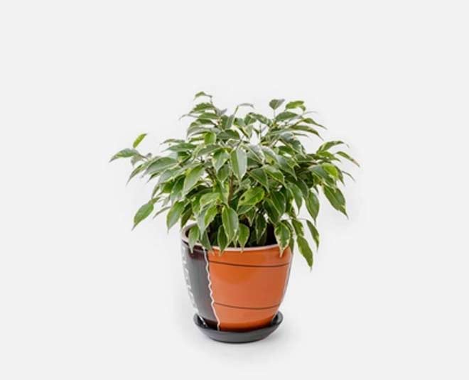 weeping fig tree for dark rooms