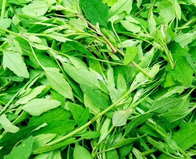 bathua benefits hair