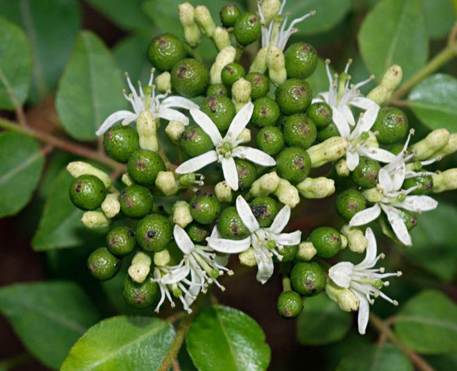 curry patta for dandruff