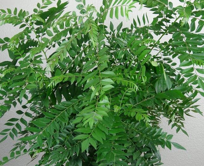 curry patta for diabetes