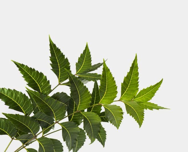 neem leaves oral health
