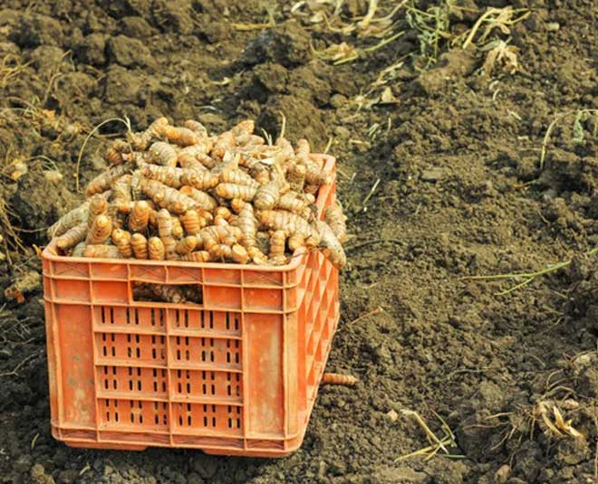 turmeric storage