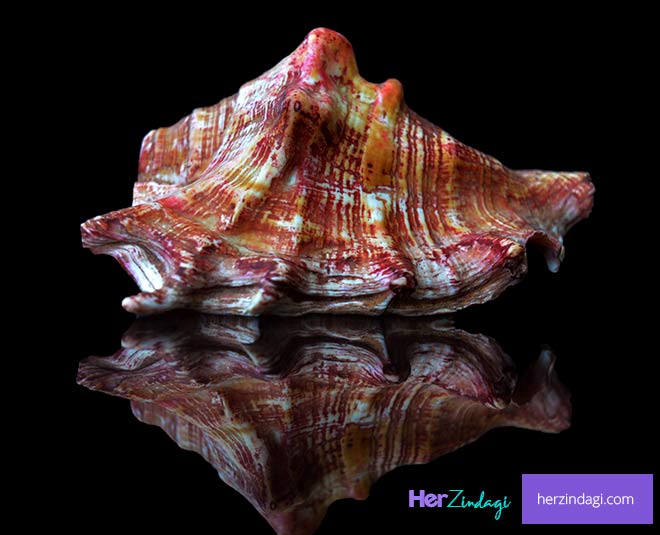 astrologer tips on shankha types