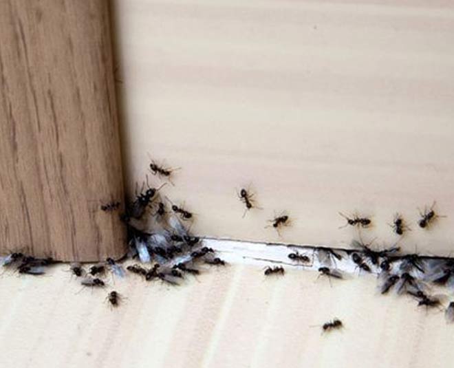 get rid of ants