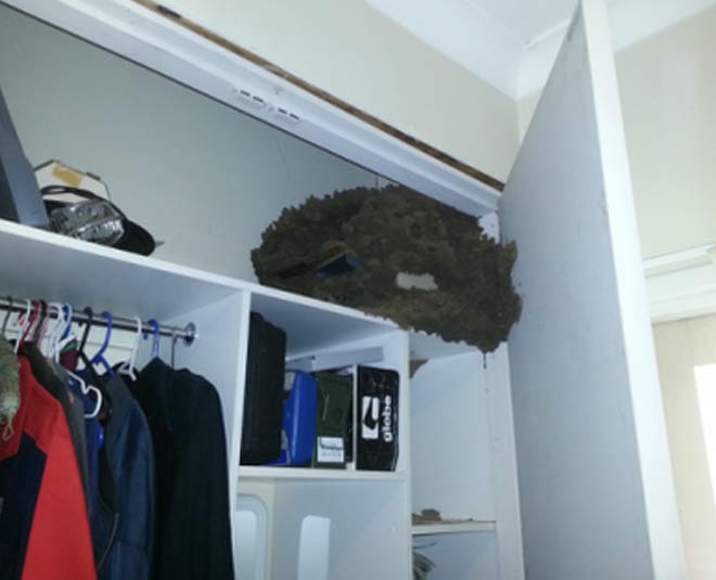 infestation of termites