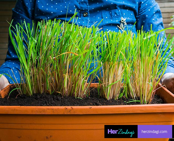 lemongrass planting at home