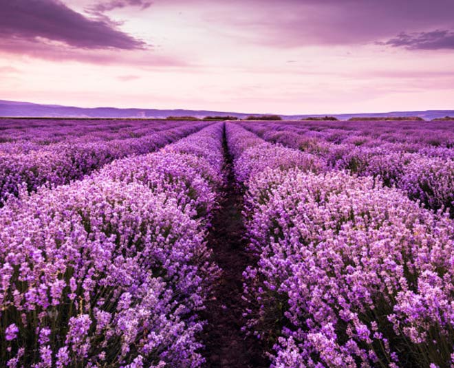 plants for health inside