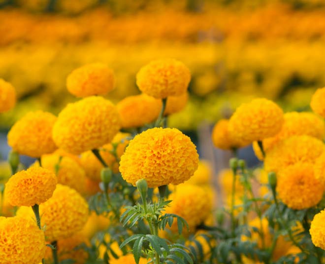 plants for health inside