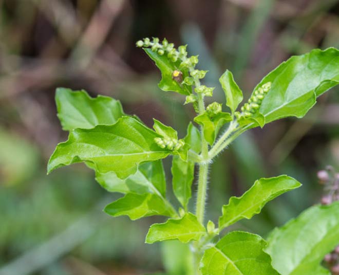 plants for health inside