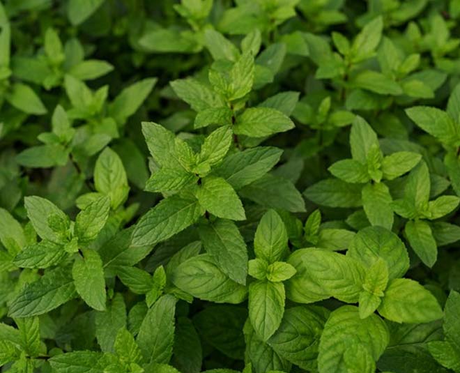 plants for health inside