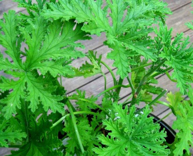 plants for health inside