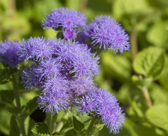 plants for health inside