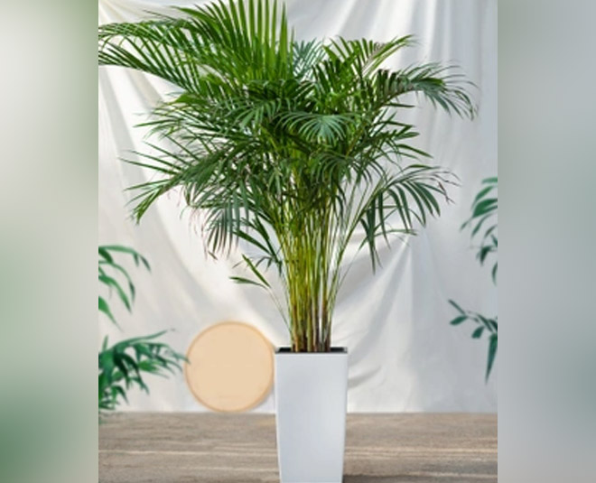 areca palm plant