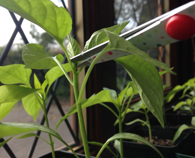 chilli plant growing time