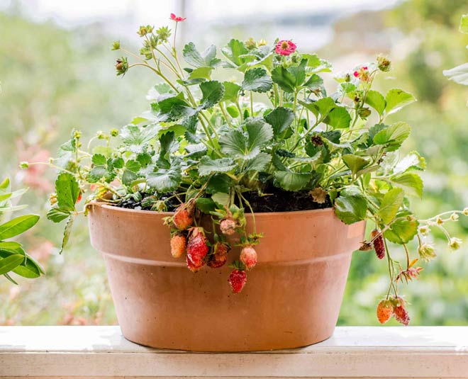 grow strawberry in a pot