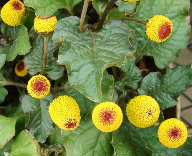 health benefits akarkara flower for fever
