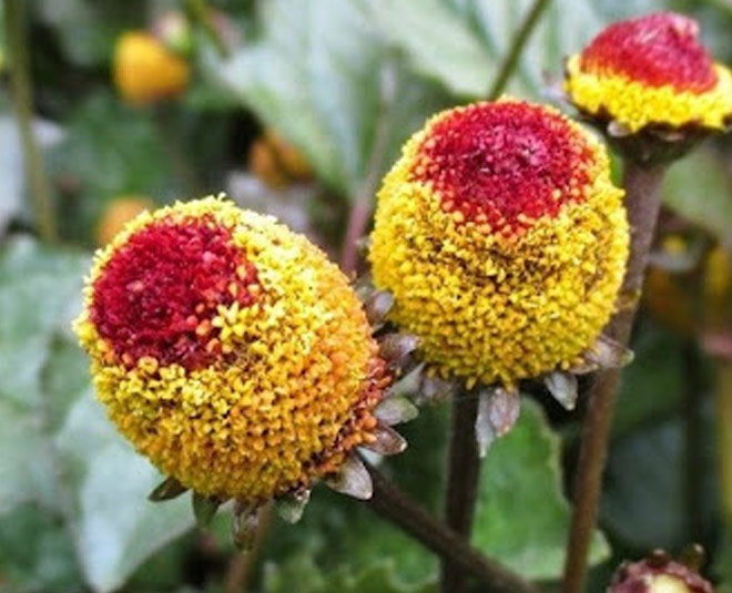 health benefits akarkara flower for hichki