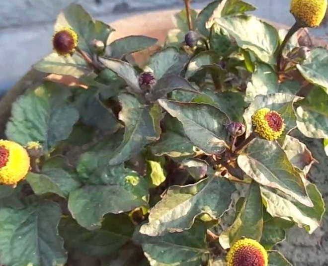 health benefits akarkara flower for tooth