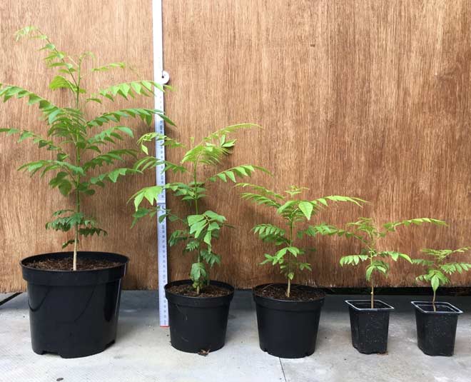 how to get rid of insects from curry patta plant tips