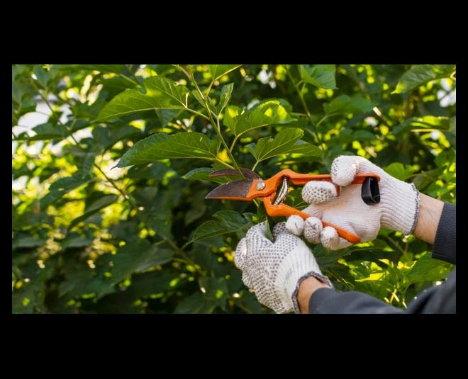 how to grow giloy plants in hindi