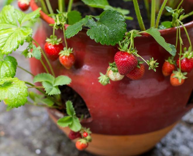 how to grow strawberry in your home