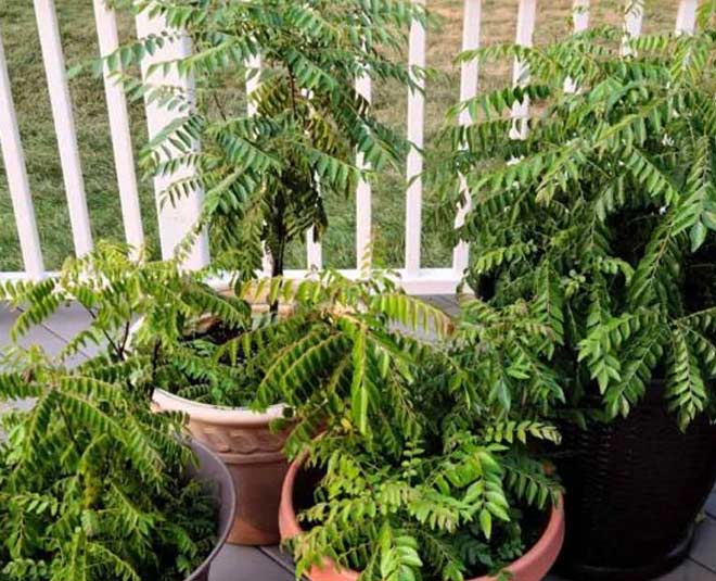 insects from curry patta plant