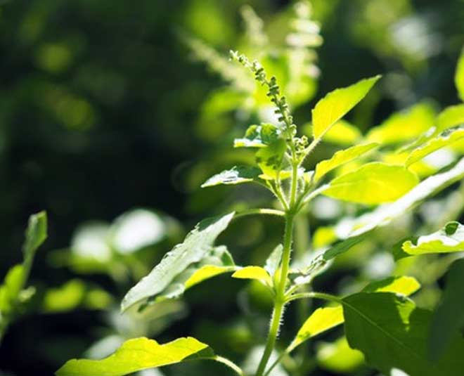 is tulsi bad for health