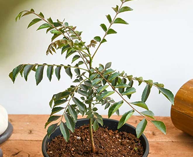 keep ways to insects from curry patta plant