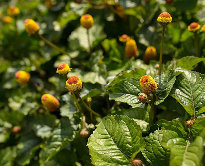 know health benefits akarkara flower