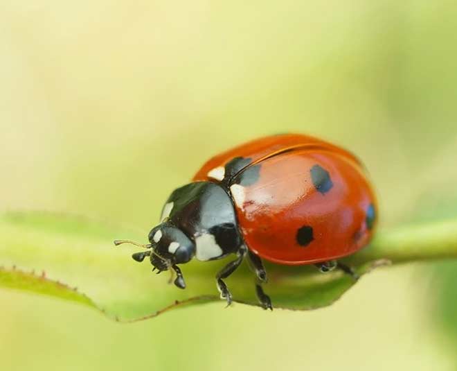 lady bug remove