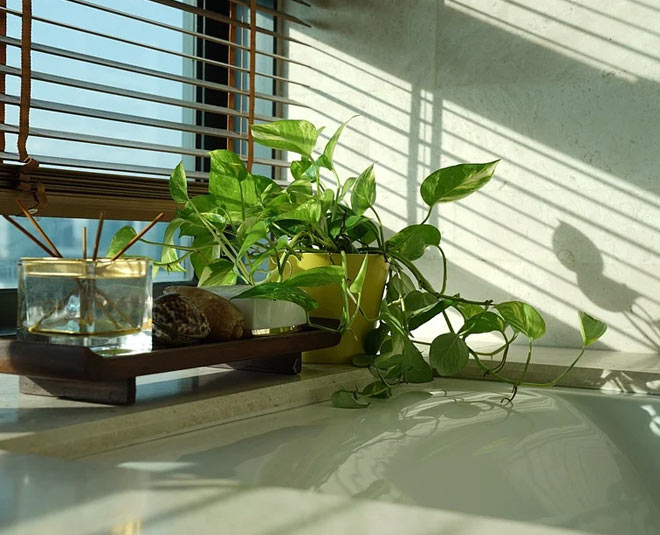 money plant direction