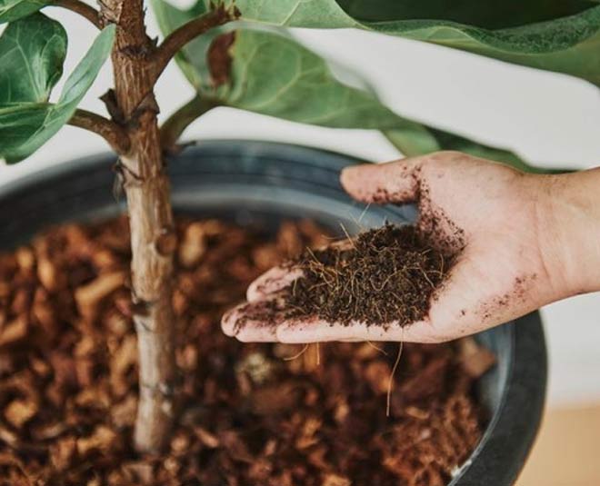 monsoon and plant care