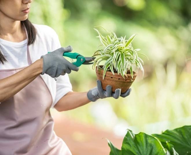 monsoon plant care