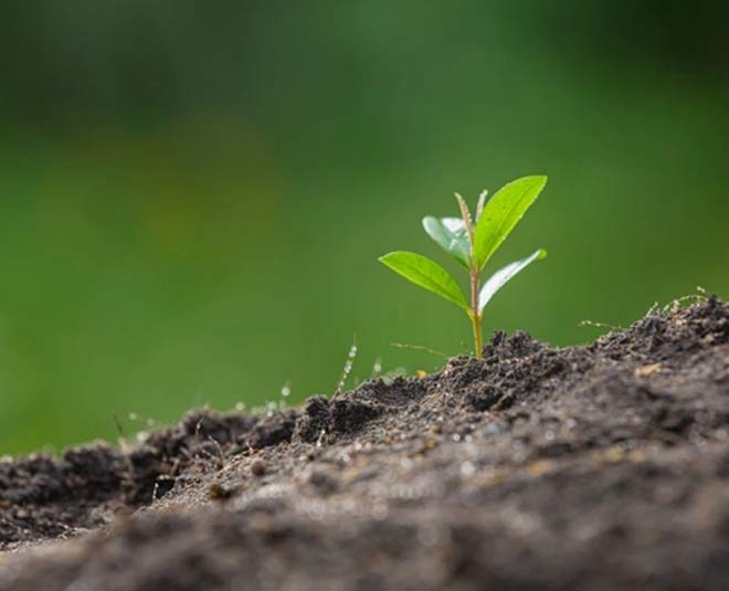 monsoon plant fertilizer