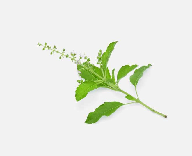 side effects of tulsi hindi