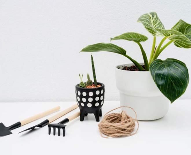 step to grow giloy plants