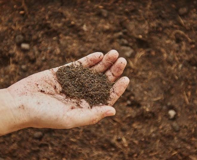 tea leaves for compost