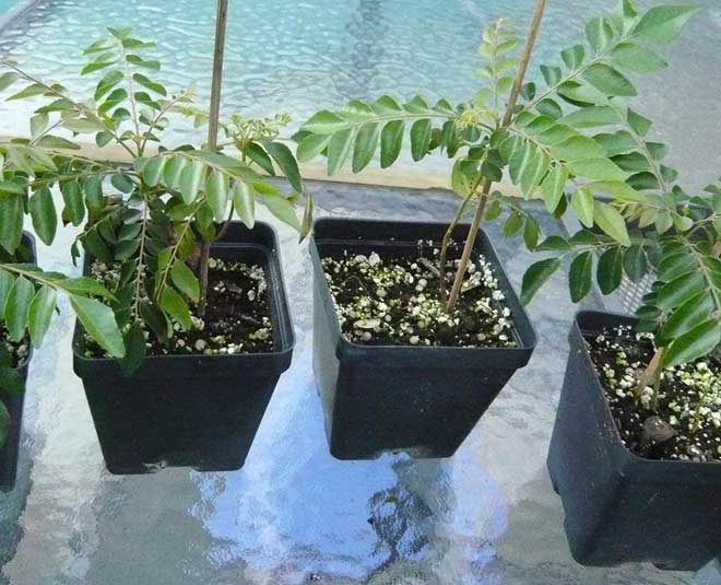 tips to get rid of insects from curry patta plant