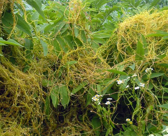 tricks to remove cuscuta