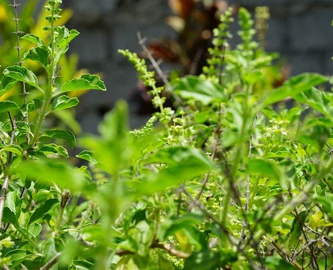 tulsi plant