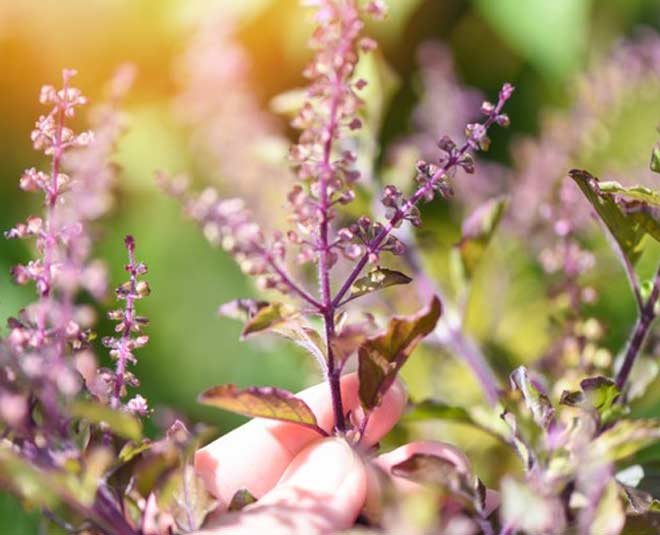 what are the side effects of tulsi