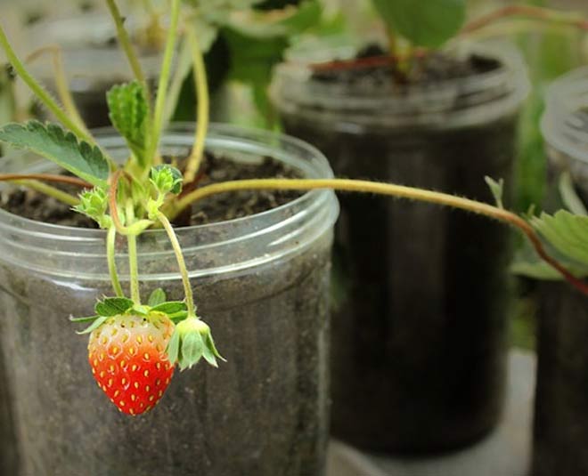 where to grow strawberry