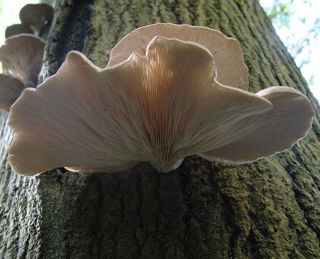 Oyster Mushroom