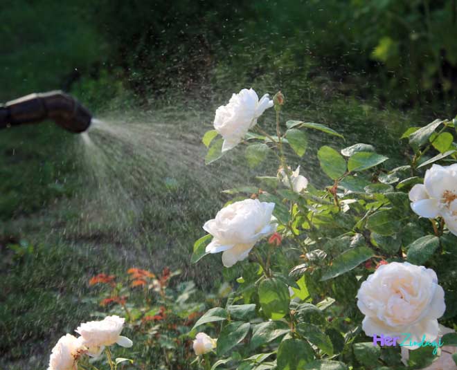 baking soda and making pesticide