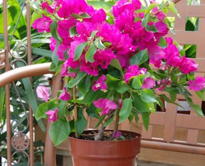 bougainvillea care in summer