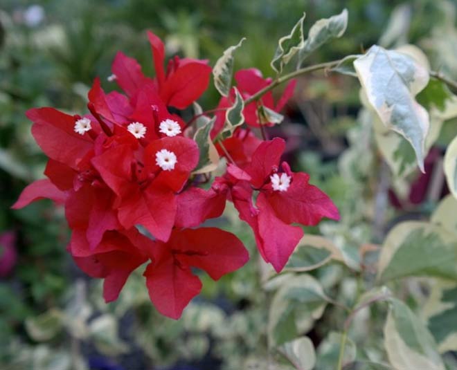 bougainvillea different colours