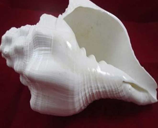 how to clean shankh conch shell inside and outside inside