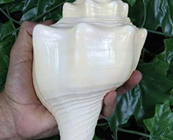 how to clean shankh conch shell inside and outside inside