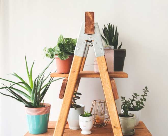 indore gardening ideas