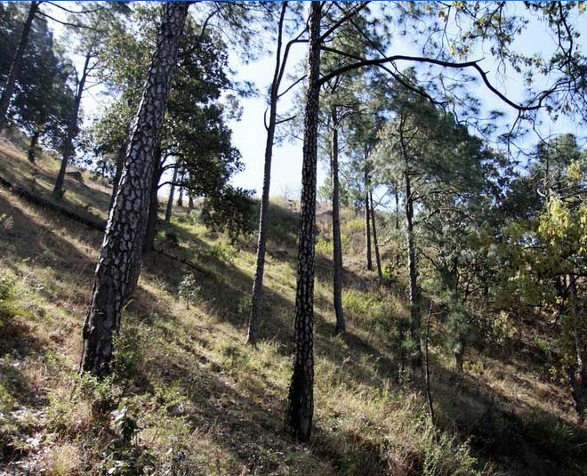 kasauli places to visit gilbert trail